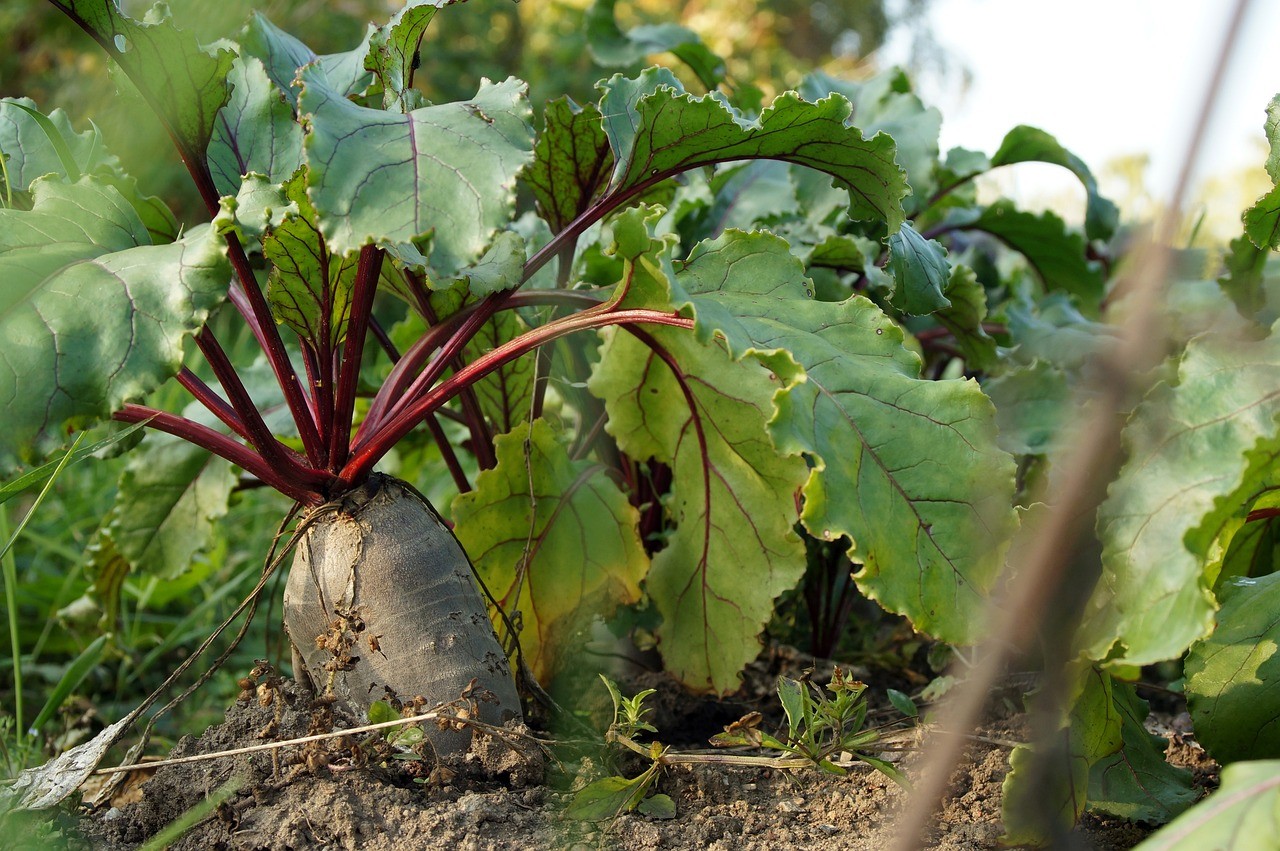 New Seed Extract (SE-PCR) tests for beet