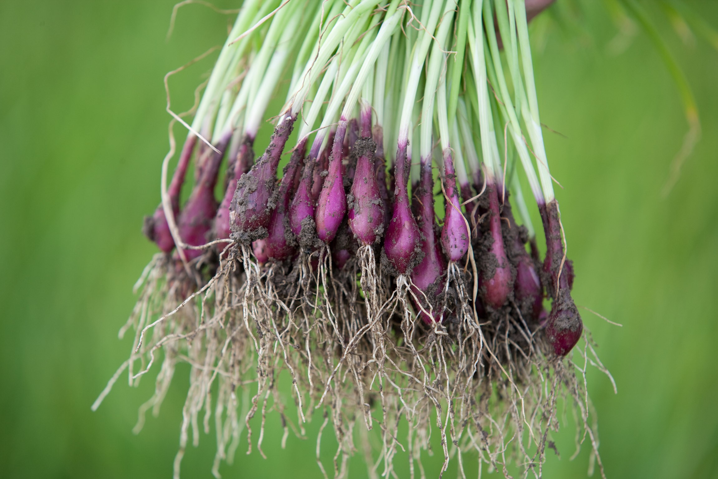 new-seed-extract-se-pcr-test-for-onion-chives-garlic-and-leek