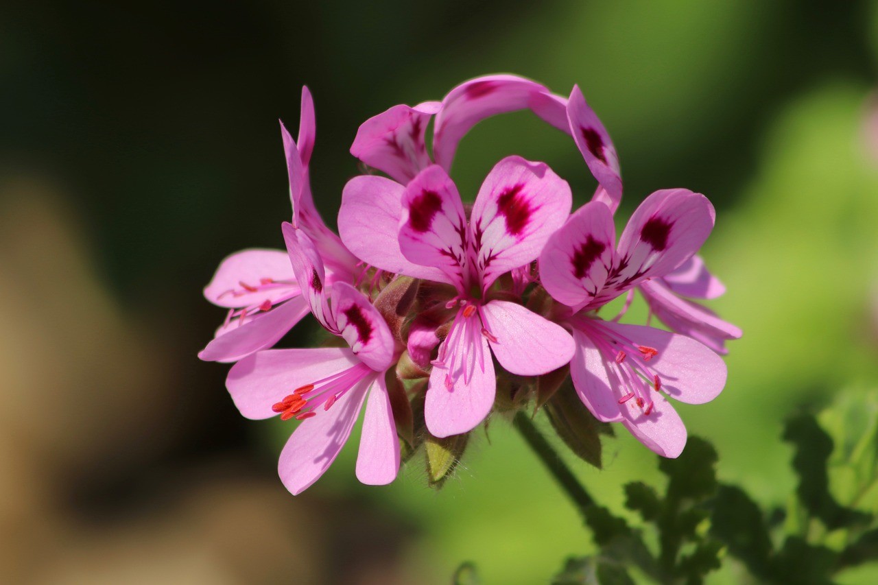 New real-time PCR tests for Ralstonia and Xanthomonas in Pelargonium