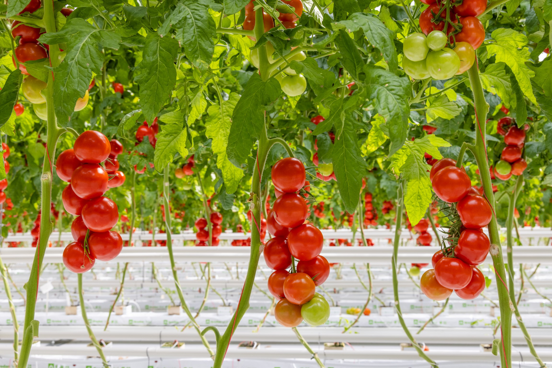 Adjustment of tests for tomato and pepper seeds for the Australian market