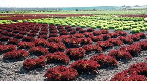New Seed-Extract PCR (SE-PCR) tests for lettuce