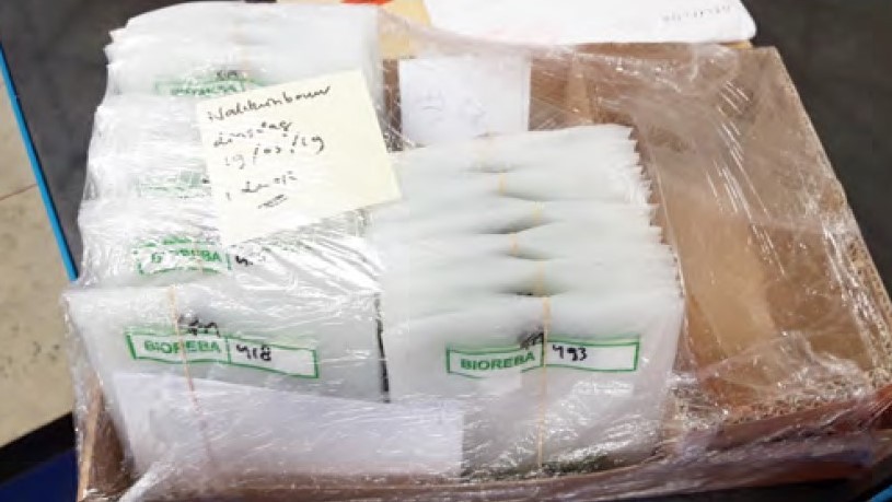 Sending plant samples in Bioreba bags to Naktuinbouw Laboratories